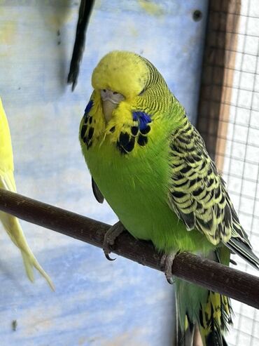 Tutuquşları: Çex və jumbo quşlar satılır Qiymətlər fərqlidir 30 azn 80 azn qədər — 5