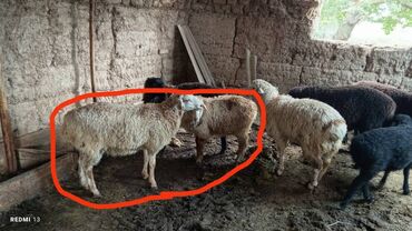 в связи с переездом отдам попугая жако в добрые руки: Сатам | Козу | Аргын | Союуга