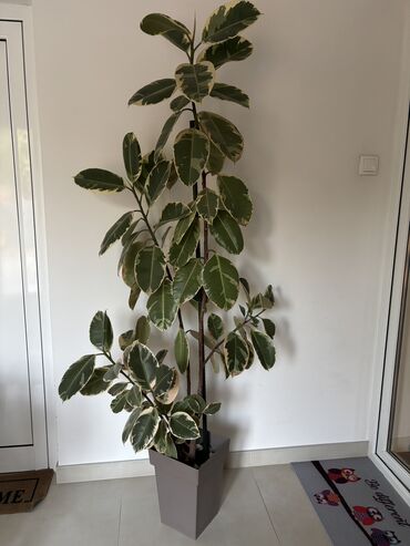 Knjige i stripovi: Dve novogodisnje zvucne knjigice za decu,jedna je 800dinara,knjigici na lalafo.rs — 17 Knjige i stripovi: Dve novogodisnje zvucne knjigice za decu,jedna je 800dinara,knjigici — 17