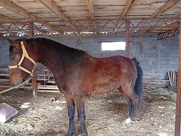 Лошади, кони: Продаю | Кобыла (самка) | Рабочий | Племенные — 3