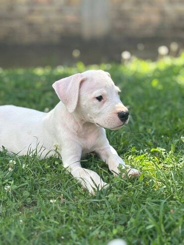 Psi: U ponudi štenci rase Dogo Argentino, oštenjeni 17.05.2025. Uredno — 6