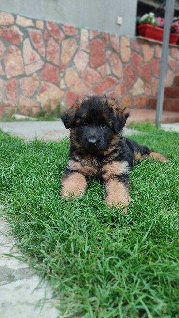 Psi: Prodajem žensko stene dugodlako starosti 4.5 meseca. Majka Donna od na lalafo.rs — 3 Psi: Prodajem žensko stene dugodlako starosti 4.5 meseca. Majka Donna od — 3