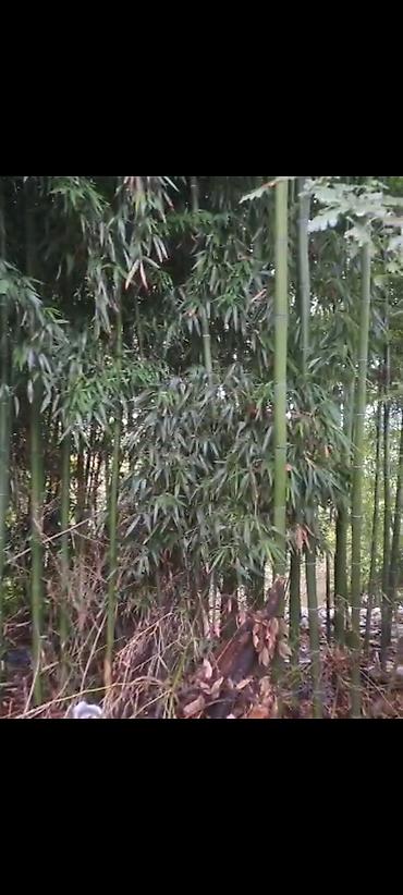 cokə ağacı satılır: Böyükdiametrli bambuk kötükləri – dekor, tikinti və landşaft işləri — 2