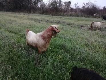 itlerin pulsuz verilmesi: Cins keçilər – damazlıq üçün - Şəkillərdə uzunqulaq, asma qulaqlı