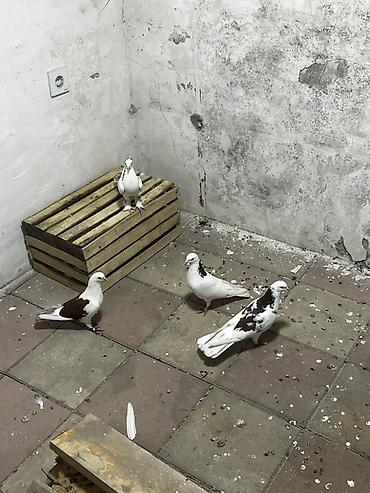 sumqayıt göyərçin: Təmiz peçat boynu güllülərdi cütdülər təmiz qan qırmızı bakı quşlarıdı — 2