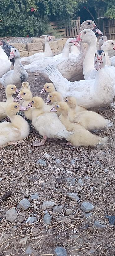 kalduk ordək: Aq muskov cins ordeyler balasi satilir unvan saray qesebesi — 2