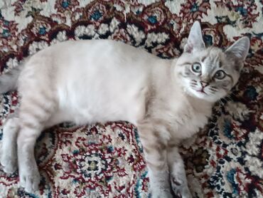 бенгальский котенок: Бенгальская, 3 месяца, Девочка, Приучена к лотку