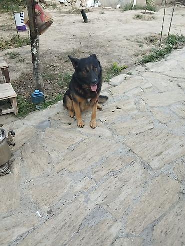 ingilis setter it cinsi: Alman çoban iti, Peyvəndli — 1