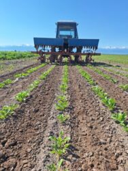 Тракторы МТЗ (Беларус): Продам трактор МТЗ‑80, 1988 года выпуска. Комплектация и навесное: - — 4