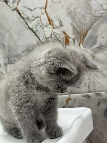 Кошки: Британская, Самка, Платная доставка, Самовывоз — 5