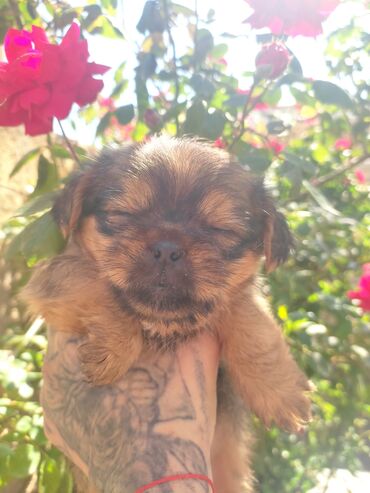 İtlər: Pekines, 3 ay, Dişi, Ünvandan götürmə — 5