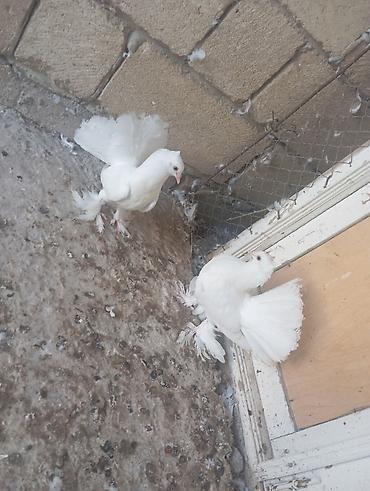 quşlar goyərcin: Ağ fantail (quyruğu yelpik) göyərçinlər – 2 ədəd London pavlinləri — 2