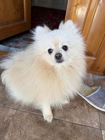 İtlər: Şpitz, 1 il, Erkek — 5