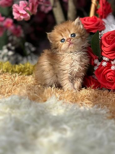 Pişiklər: Qızıl şinşilla, Erkək, Dişi, Yaxşı əllərə, Ünvandan götürmə, Pulsuz çatdırılma, Ödənişli çatdırılma — 3