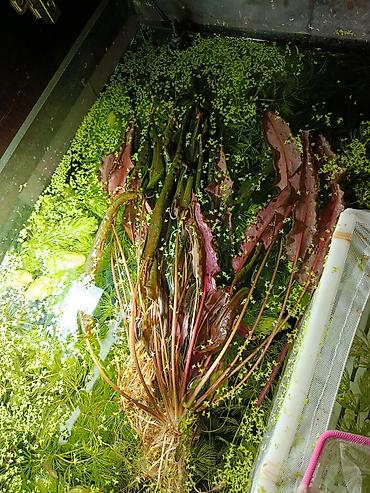 Криптокорина Вендта красная, рагорлист (Cryptocoryne wendtii ‘Red’