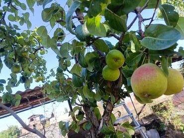 Продажа домов: Дом, 300 м², 4 комнаты, Собственник, Косметический ремонт at lalafo.kg — 15 Продажа домов: Дом, 300 м², 4 комнаты, Собственник, Косметический ремонт — 15