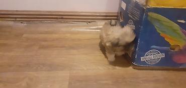 İtlər: Pekines, 1 ay, Peyvəndli — 5