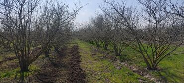 Torpaq sahələrinin satışı: 93 sot, Kənd təsərrüfatı — 8
