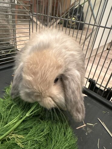 я ищу кроликов: Остался один вислоухий малыш🐰🥰Предлагается миниатюрный кролик породы