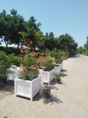 Bitkilər üçün dibçəklər: Taxta dipçəklər Bir başa sexdən.Sex qiymətinə. ♦️Endrim 2025 ☀️🌤️🌨️❄️