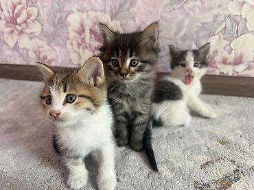 отдам в добрые руки: Котята.Все трое мальчики.Милые,здоровые,чистые,шустрые.Ищут — 1