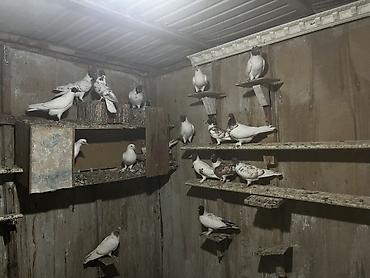 Птицы: Голуби летные играющие. Парода: бакинцы, иранцы, пакистанцы — 15