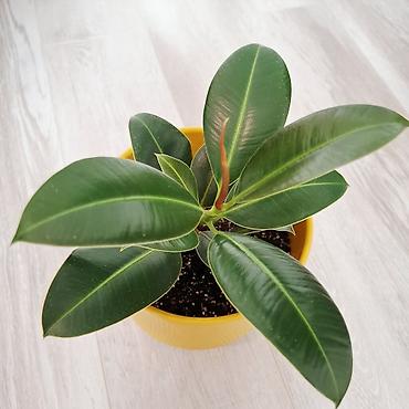 Фикустар: Фикус эластика (Ficus elastica) в горшке. - Компактный куст с — 1