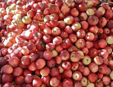 чеснок в большом количестве in Кыргызстан | ОВОЩИ, ФРУКТЫ: Продаю натуральный сок из натуральных продуктов как яблоко и груша