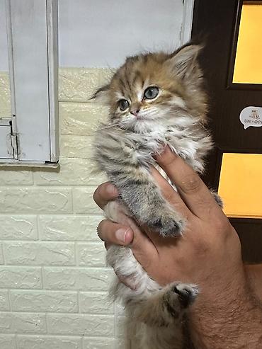 Şotland uzun tüklü lalafo.az -da Şotland uzun tüklü