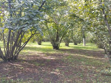 mehemmedide torpaq: 50 sot, Kənd təsərrüfatı, Kupça (Çıxarış)