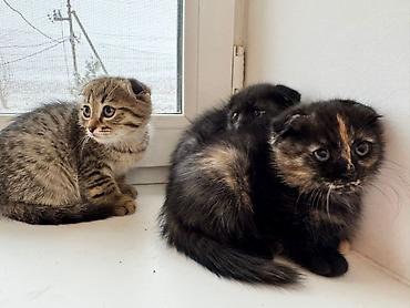 Продажа кошек: Котята 500с каждая . мама вислоухая. 2 месяца котятам. можно забрать с — 14