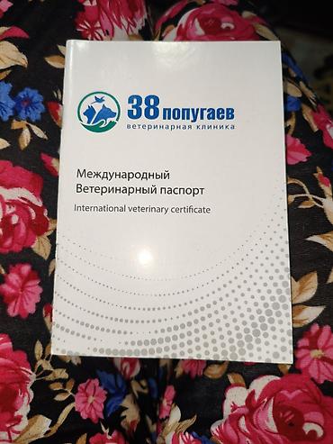 Мышыктар: 1 жаш, Эркек, Лотокко барууга үйрөтүлгөн — 4
