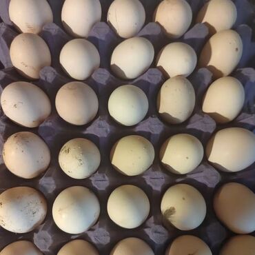 yumurtalıq toyuq cinsləri: Toyuq, Ödənişli çatdırılma