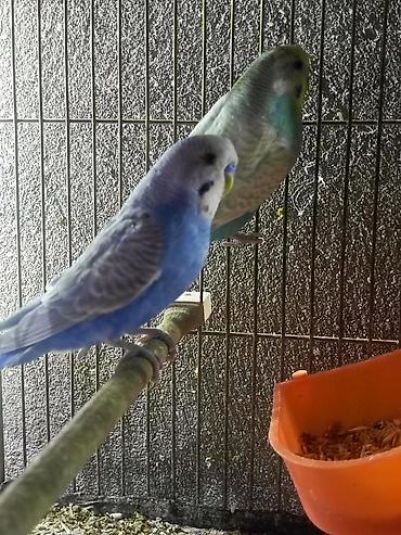 qaqa ordeyi: Papuqaylar‼️ BARTER‼️ olunur satılmır — 3