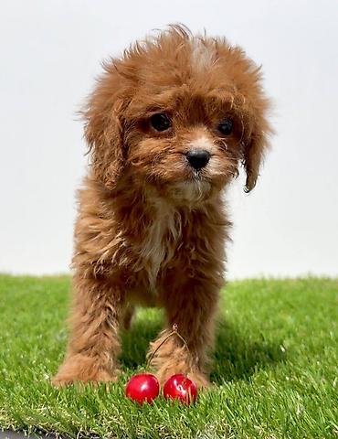 Psi: Cavapoo-Kavapu (cavalier king charles spaniel + pudla) Cavapoo, u — 4