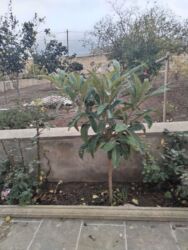 Gübrələr: Yapon ezgili ağacı unvan guzdek çatdırılma yoxdur