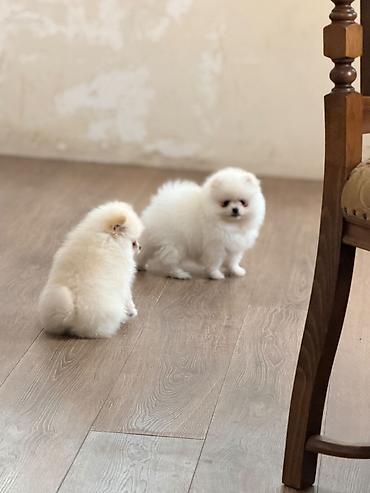 İtlər: Şpitz, 2 ay — 3