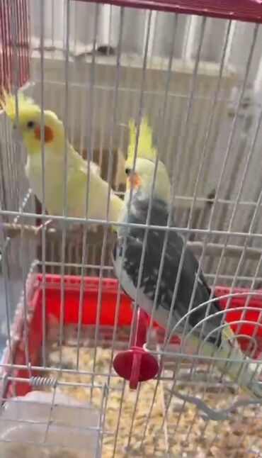 cucə və xoruz təmsil: Salam boz olan tutuquşu satılır 1 yaşı var danışır