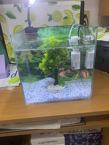 baliglar: Dördbucaq akvarium, Balıqlarla birlikdə, 20 l, Ünvandan götürmə — 3