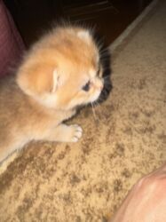 Pişiklər: Britan -da lalafo.az — 16 Pişiklər: Britan — 16