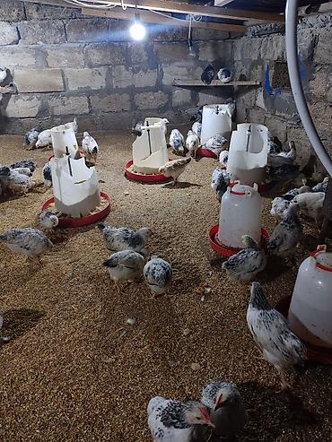 kirpi satisi: Təcili Satılır Serebris F6 colpaları 125 ədəd Colpa irili xırdalı 2 ay — 10