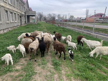 услуги стрижки овец: Продаю | Овца (самка), Баран (самец)