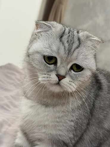 животные кошка: Шотландская вислоухая кошка (Scottish Fold), окрас серебристый — 3