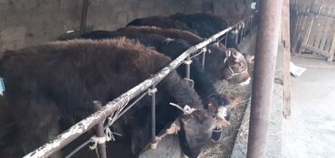 Коровы, быки: Продаю | Бык (самец) | Ангус, Швицкая | На откорм — 4