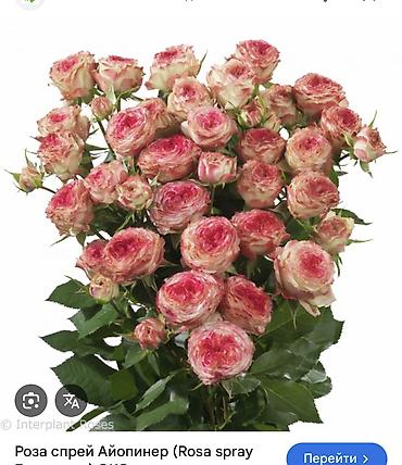 Роза: Саженцы — 19