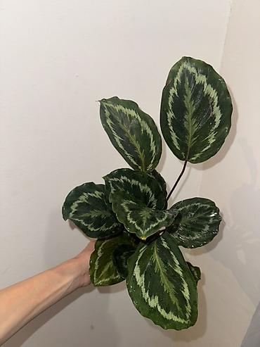 green leaf: Калатея Медальон (Calathea ‘Medallion’) — декоративно-лиственное — 2