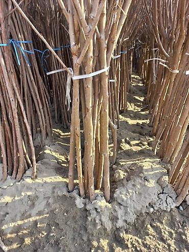 Роза: Продаю Розы ОПТОМ!!! На продажу есть розы в большом количестве разных — 16