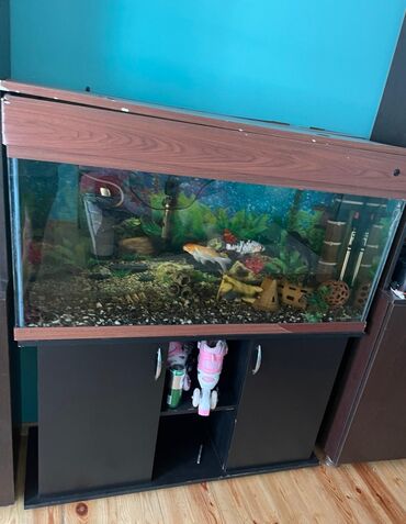 аквариум баку: Akvarium təcili satılır içinde 8 eded balıq bütün aksesuarları ve