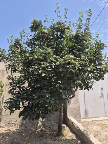 Həyət evləri və villaların satışı: Buzovna 3 otaqlı, 71 kv. m, Kredit yoxdur, Orta təmir — 22