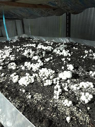 мороженое макет: Шампиньоны культивированные (Agaricus bisporus) - Выращены в — 3